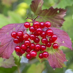 Guelder rose fruit