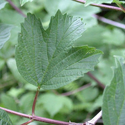 Guelder rose foliage