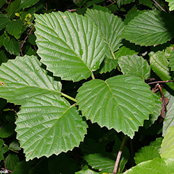 SA Leaves